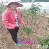 1公分鲁丽苹果树,苹果树苗多少钱,贺州早报