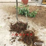 1公分鲁丽苹果苗,苹果树苗多少钱,商洛报价