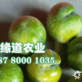 貴州蜂糖李子樹(shù)苗基地—貴州蜂糖李苗批發(fā)價(jià)格