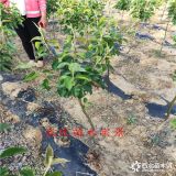 2公分鲁丽苹果树,苹果树苗多少钱,平顶山早报