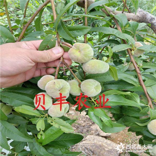 新品種桃樹(shù)苗