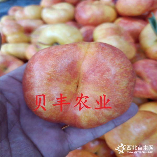 新品种桃树苗