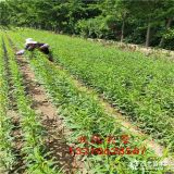 苹果卖相好的品种,苹果树苗多少钱,龙岩报价