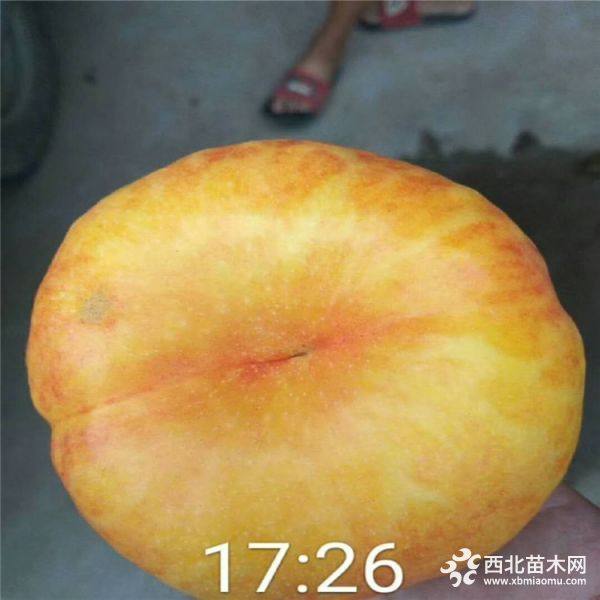 黑鉆蘋果苗