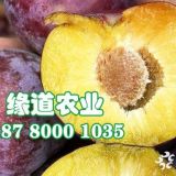 脆紅李樹(shù)苗哪里有賣(mài),晚熟脆紅李苗批發(fā)價(jià)格