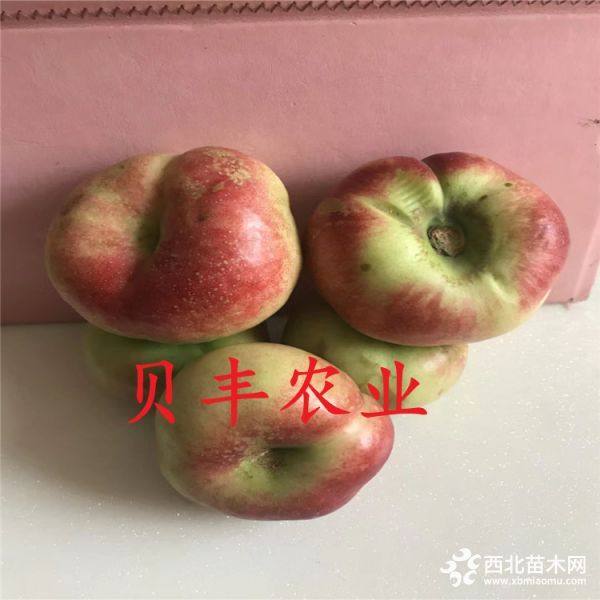 新品種桃樹苗