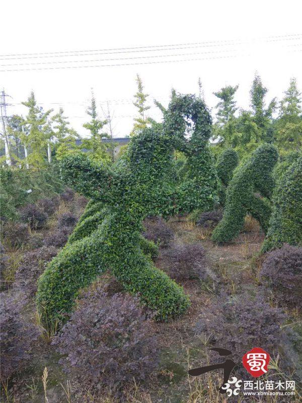 小葉女貞植物造型