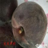 2公分黑鉆蘋果樹,蘋果樹苗多少錢,遂寧報(bào)價(jià)