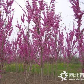 紫荊基地江蘇紫荊價格報價