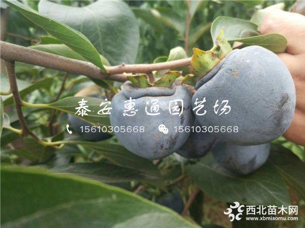 次郎柿子樹(shù)苗