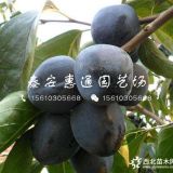 陽(yáng)豐柿子苗價(jià)格、陽(yáng)豐柿子苗品種介紹