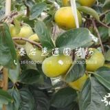 黑皮柿子樹苗價(jià)格、黑皮柿子樹苗品種介紹