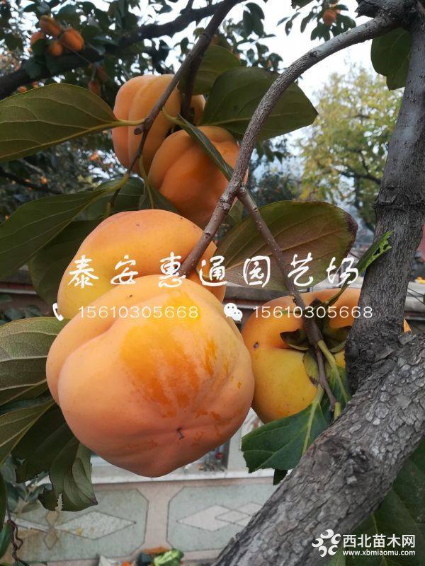 太秋柿子樹苗