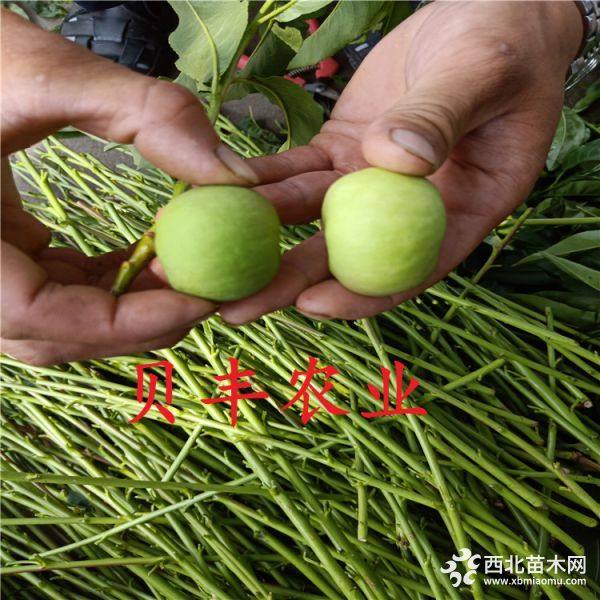 嫁接桃樹(shù)苗