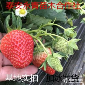 甜宝草莓苗价格 甜宝草莓苗基地