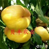 哪里出售桃樹苗 黃金蜜4號(hào)價(jià)格 嫁接桃樹苗 貴州晚報(bào)