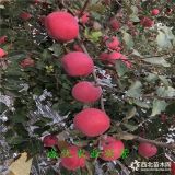 黃金蘋果與普通蘋果差距,蘋果樹苗多少錢,紅河報價