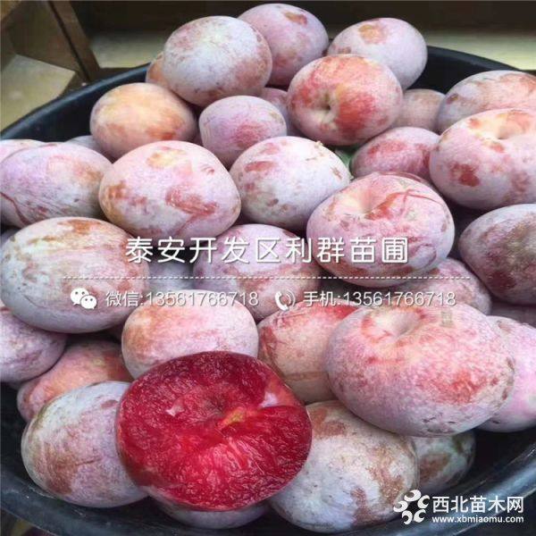 紅心李子苗品種介紹、紅心李子苗多少錢(qián)一棵