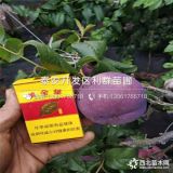 出售蜂糖李子树苗 蜂糖李子树苗多少钱一棵