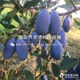 李子苗出售、李子苗價格、李子苗基地