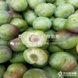 蜂糖李李子苗 新品种蜂糖李李子苗 蜂糖李李子苗价格