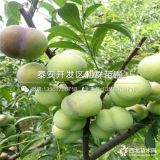 2019年蜂糖李子苗價(jià)格、蜂糖李子苗多少錢(qián)一棵