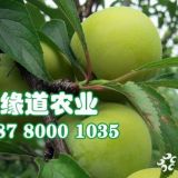 1公分蜂糖李子苗價(jià)格 供應(yīng)重慶蜂糖李苗精品種苗