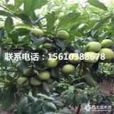 蜂糖李子苗基地、蜂糖李子苗價(jià)格、蜂糖李子苗批發(fā)