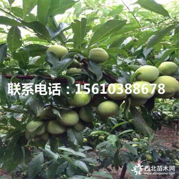 蜂糖李子苗基地、蜂糖李子苗價格、蜂糖李子苗批發(fā)