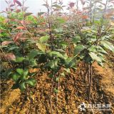 2年生紅梨樹苗價(jià)格   紅梨樹苗品種