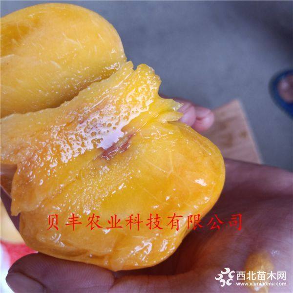 好品種桃樹(shù)苗