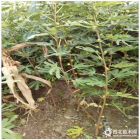 无花果树苗价格 无花果树苗品种 波姬红无花果