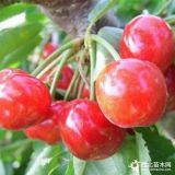 1.8米美早櫻桃苗 美早櫻桃苗批發(fā)價格