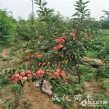 1公分鲁丽苹果苗,苹果树苗多少钱,新余报价