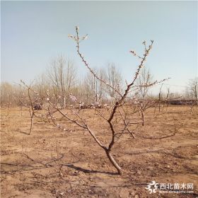 优质突围桃树苗价格、新品种突围桃树苗、突围桃树苗基地