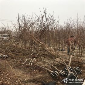 优质水蜜桃树苗、水蜜桃树苗批发、水蜜桃树苗价格