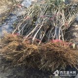 3公分车厘子树苗价格  车厘子苗基地