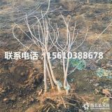 出售白玉櫻桃苗、白玉櫻桃苗基地、白玉櫻桃苗批發(fā)