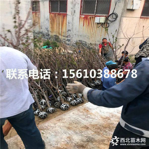 黑珍珠櫻桃苗、2019年黑珍珠櫻桃苗價格、黑珍珠櫻桃苗批發(fā)