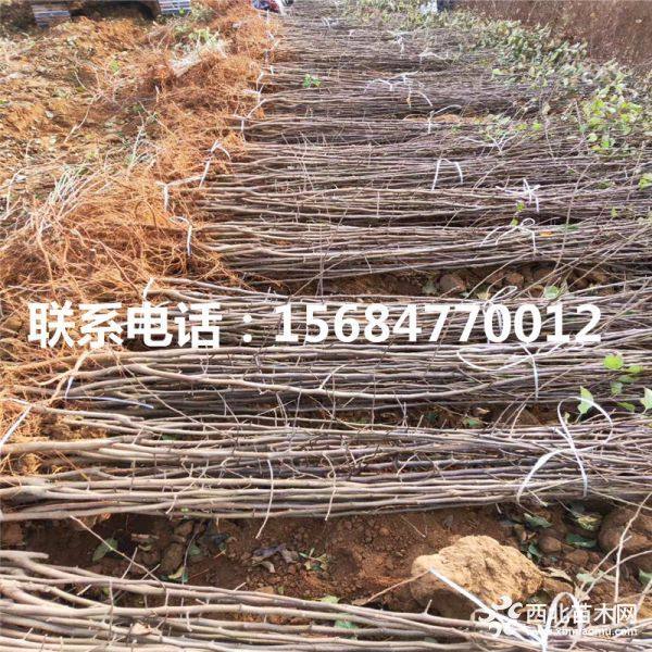 响富苹果苗、哪里有响富苹果苗出售、响富苹果苗价格