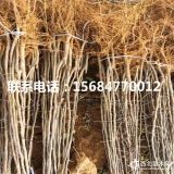 响富苹果苗、哪里有响富苹果苗出售、响富苹果苗价格