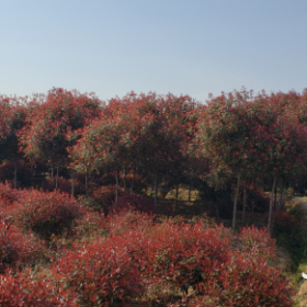 提供南京及周邊1.5米2米紅葉石楠球價格報價，貨源