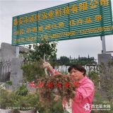 山东苹果苗基地价格,苹果树苗多少钱,临沂报价