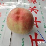 桃树苗新品种 油蟠桃树苗价格 桃树苗优质品种