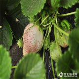 小白草莓苗多少錢(qián)一棵  小白草莓苗價(jià)格