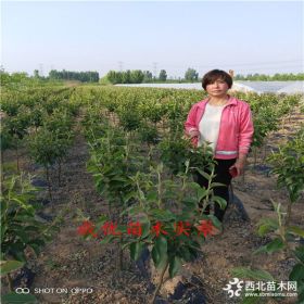 1公分维纳斯苹果树,苹果树苗多少钱,1公分苹果苗怎样卖报价