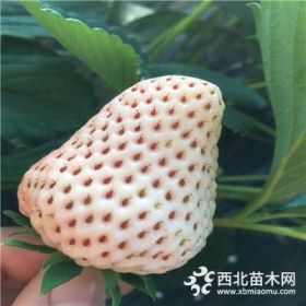 新品种草莓苗零售批发