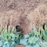 草莓苗包邮价格、草莓苗详细品种介绍