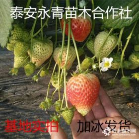 全明星草莓苗品种简介 全明星草莓苗种植基地