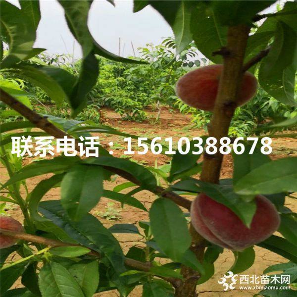 秋彤桃樹苗、秋彤桃樹苗批發(fā)、秋彤桃樹苗什么價(jià)格